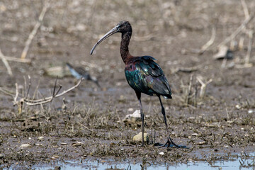 Glossy ibis (Plegadis falcinellus) spotted near Bhigwan in Maharashtra, India