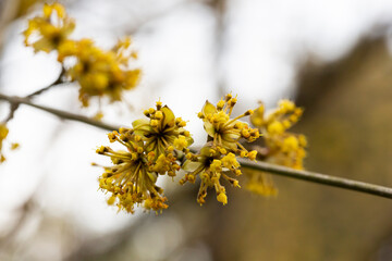 branches with flowers of European Cornel Cornus mas in early spring. Cornelian cherry, European cornel or Cornelian cherry dogwood Cornus mas flovering. Early spring flowers in natural habitat