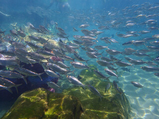 Fototapeta na wymiar An underwater photo of a school of White Fish