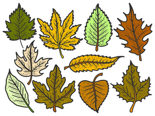 Set of leaves, autumn trees color. Sketch scratch board imitation.