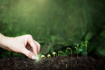 Wzrost i efektywność pracy na przykładzie rosnących sadzonek roślinnych, rośliny i flara słońca, magiczne palce sadzą rośliny