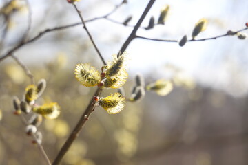 branch in spring nature, blooming flowering buds, willow branches, spring background. © Aleksandr