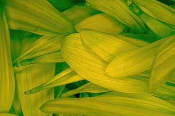 Green Flower Daisy pedals piled together