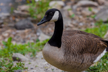 Portrait of cute goose standing on ground.