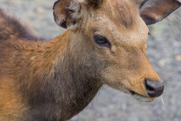 Portrait of deer or roe deer standing on ground.