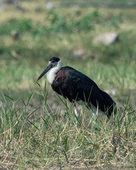 Woolly-necked stork or white-necked stork (Ciconia episcopus) feeding in the grass at Bhigwan in Maharashtra, India