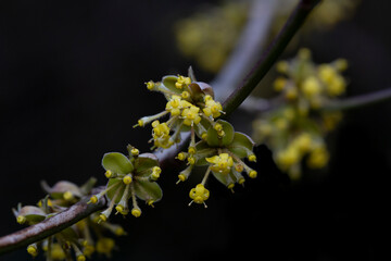 branches with flowers of European Cornel Cornus mas in early spring. Cornelian cherry, European cornel or Cornelian cherry dogwood Cornus mas flovering. Early spring flowers in natural habitat