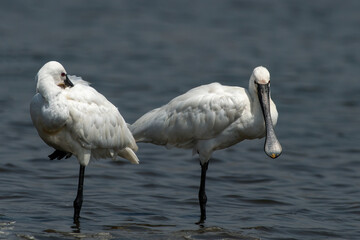 Eurasian spoonbills (Platalea leucorodia), or common spoonbills spotted at Bhigwan in Maharashtra, India