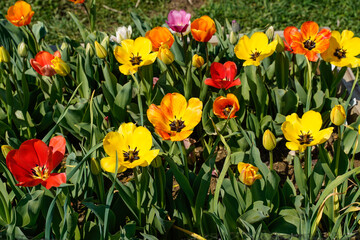 Colorful tulip garden. Bright, flowers growing outdoors.