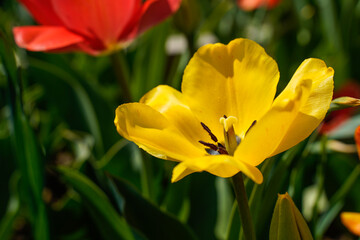 Large, open yellow tulip in a flower garden. Colorful and bright. 