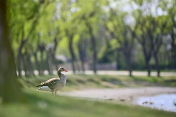 bird, natur, wild lebende tiere, tier, gras, wild, schnabel, braun,