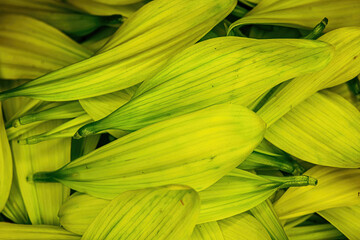 Fototapeta premium Green Flower Daisy pedals piled together