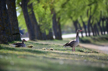 bird, gans, ente, tier, natur, gans, gras, wild lebende tiere, schnabel, wasser