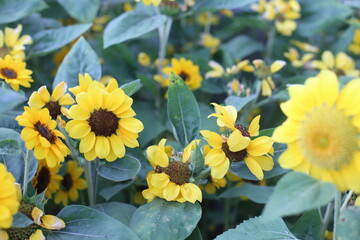 Obraz premium Photo of sunflower in the flower garden