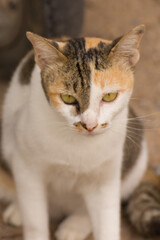 Thai cat, animal pet