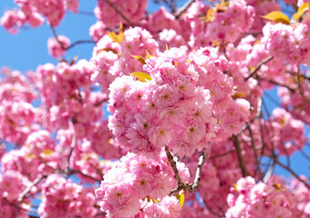 Spring Flowers Banner. Branch of blooming pink flowers of Sakura tree in early spring. Amazing natural floral spring banner or greeting card, postcard, poster.
