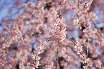 枝垂れ桜
