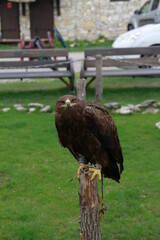 falcon guarding the courtyard of the castle