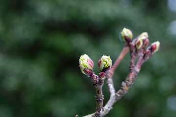 close-up of branches of trees and shrubs with buds and first leaves in spring. The concept is a new life.