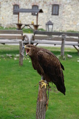 falcon guarding the courtyard of the castle