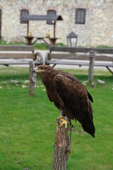 falcon guarding the courtyard of the castle