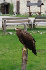 falcon guarding the courtyard of the castle