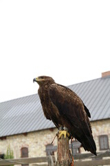 falcon guarding the courtyard of the castle