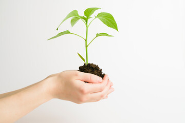 Plant in hands isolate. A living green plant with leaves and ground grows in the hands of a woman. Environmental protection, agriculture, new life concept