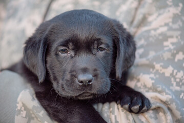 Labrador retriever puppy of black color on the hands. Soft focus.