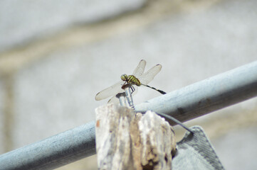 Low Angle View Dragonfly Perched On A Clothesline Iron Bolt