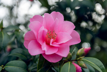 Beautiful Pink Evergreen Camellia Tree with Blooming Flowers during Springtime in English Garden,...