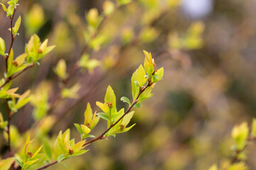 close-up of branches of trees and shrubs with buds and first leaves in spring. The concept is a new life.