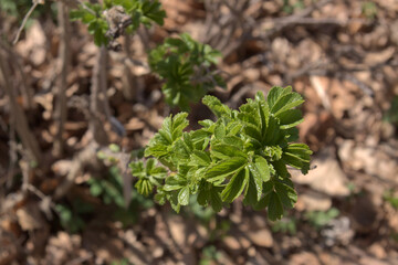 Smooth rose plant growing in early spring.