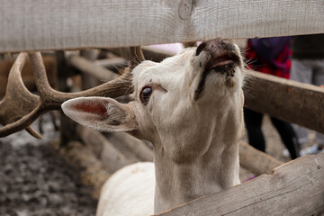 White deer. White deer at the shelter. Deer portrait. Ukraine.