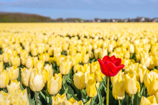 One tulip in a deviating red color is in the foreground compared to the other regular yellow tulips. The photo was taken on a sunny spring day in the field of a specialized Dutch bulb nursery.