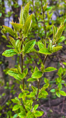 green leaves background