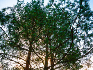 pine trees at sunset, closeup