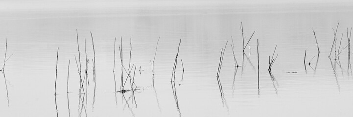 Minimal abstract background of grass  line in a calm lake water