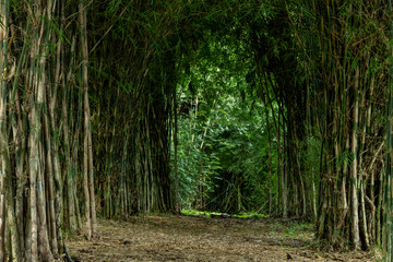 Obraz premium Footpath amidst bamboo trees In forest , Armenia region, Colombia, South America