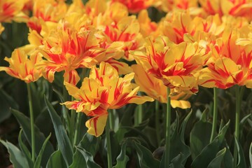 Bright yellow-red tulips on a blurry background in the garden