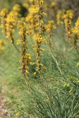 Yellow flowers of Asphodeline lutea close up
