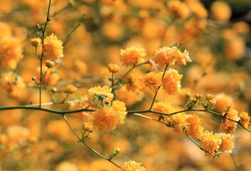 Yellow Kerria flowers on a branch in spring in the park