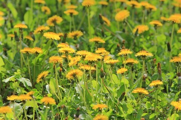 Yellow dandelions on a blurry background in the park