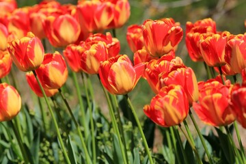 Red and yellow tulips on a blurry background in the garden