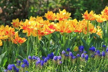 Bright yellow-red tulips on a blurry background in the garden