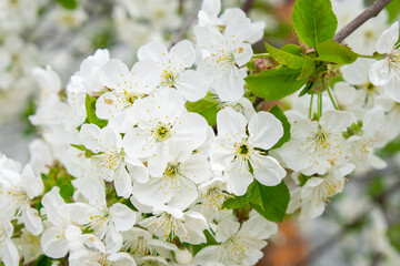 White cherry tree flowers close-up. Soft focus. Spring gentle blurred background. Blooming apricot blossom branch. Beginning of season, awakening of nature. Fresh green leaves.