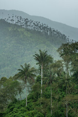 Fototapeta na wymiar Rainy day in one of the many valleys of wax palm forests near Salento, Quindio region, Colombia