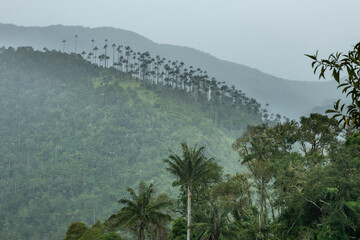 Rainy day in one of the many valleys of wax palm forests near Salento, Quindio region, Colombia