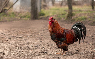 A beautiful rooster stands on the ground in a hedge. Concept: food, poultry meat, agriculture, market, healthy food
