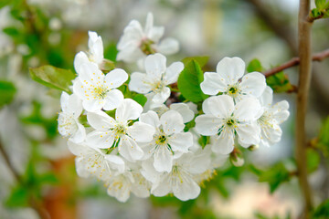 White cherry tree flowers close-up. Soft focus. Spring gentle blurred background. Blooming apricot blossom branch. Beginning of season, awakening of nature. Fresh green leaves.